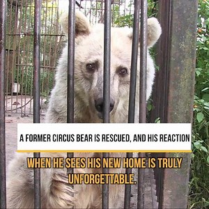 398K views · 10K reactions | A Former Circus Bear Is Rescued, And His Reaction When He Sees His New Home Is Truly Unforgettable. | Trending Videos In The World | Facebook