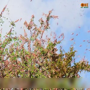 Review Thế Giới động vật tập 706 | Dougherty Pilla Valentina