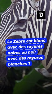 Le Zèbre est blanc avec des rayures noires ou noir avec des rayures blanches ? | Demotivateur