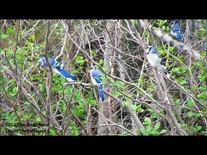 Blue Jay courting - Blue Jay calls 4