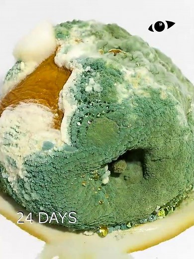 Rotting Peach Timelapse #Shorts