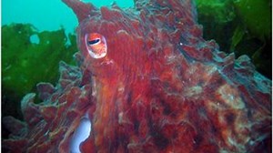The Paradox Of Octopus Hunting And Eating