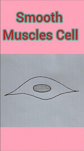 How To Draw Smooth Muscles Cells Diagram//Muscles Cells Diagram//Cells Diagram #shorts #drawing #art