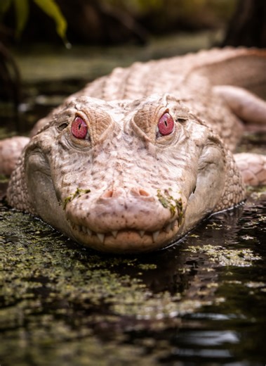 Rare. Pale. Powerful. 🐊🤍 An albino alligator — one of the rarest sights in the wild. #animalvault #rareanimals #AlbinoAlligator #wildlife #naturelovers