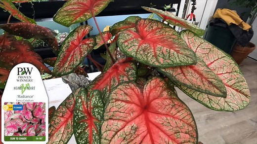 Caladiums, for Christmas? Laura with Garden Answer shows you how, and why she is using these as holiday decor, instead of the traditional poinsettia! | Proven Winners