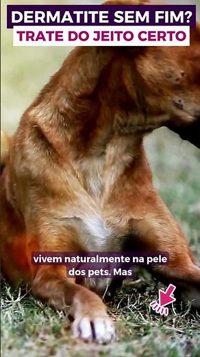 Dermatite em Cães e Gatos: Como Aliviar a Coceira? Causas Escondidas, Tratamento que Funciona