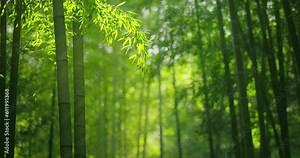 Bamboo forest with morning sunlight,green nature background
