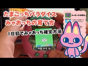 Tamagotchi Paradise, how to raise Myaocchi. No mistakes in care! Myaocchi became a Tamasaibo on t...