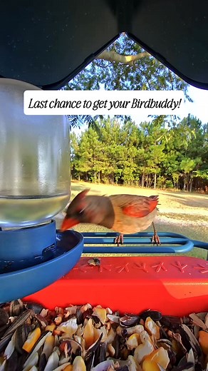 🚨 It’s here — Birdbuddy’s Black Friday Sale! Get up to 50% OFF the world’s first smart bird feeder 🐦 📸 Capture stunning HD photos & videos 📲 Get real-time alerts when birds visit 🔍 Identify 1000 species automatically Thousands of bird lovers already use Birdbuddy to reconnect with nature — now’s your turn. Hurry — this deal ends soon! | Birdbuddy