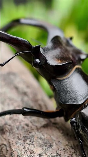 Lucanus cervus akbesianus 阿卡巴深山鍬形蟲