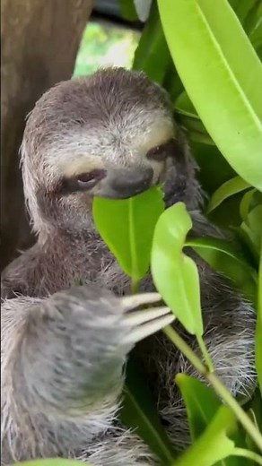 Why Sloths Are the Weirdest Mammals