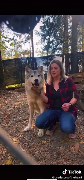 Zeus Protects and Claims Owner from Lexi the BC Wolf