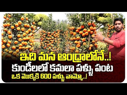 How to Grow Lots of Oranges at Home | Kamala Pallu | Citrus Fruit | Growing Oranges in Containers