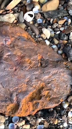 22K views · 132 reactions | Does anybody know what this thing is?! 勞 #rockhounding #rockhound #rockid #rockidentification #beachcombing #beachcomber #minerals #geology #rocktumbling #rocktumbler #crystals | Moonrise Rocks | Facebook