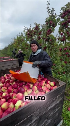 This Trailer Holds 10,000 Apples 🍎 🛻 #apple #farming