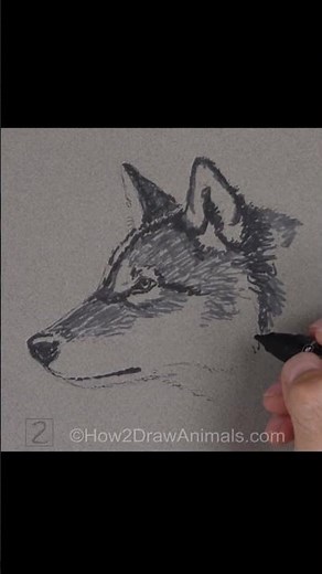 Wolf Sketch (Pen and Markers)