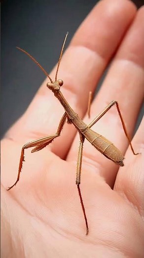 Tiny to Terror: Ultimate Insect Monster Transformation! #transformationvideo