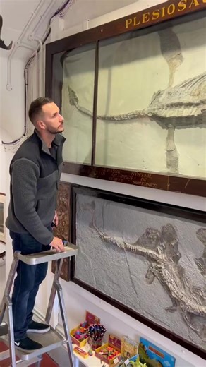 Finally, I made it to the @SwanseaMuseum to study these beautiful Jurassic marine reptiles. Excellent examples of an ichthyosaur and a plesiosaur from almost 200 million years ago. The ichthyosaur is an example of a new species I named in 2016, Ichthyosaurus somersetensis, whereas the plesiosaur is probably Thalassiodracon. This trip has been a long time coming. The fossils were brought to my attention in 2019 by the late, great Dr Ronald Austin. Last night, I gave a talk in his honour for the R