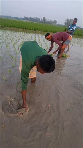 আলু রেখেই ধান রোপণ 🌾🥲 #shortvideo #trending