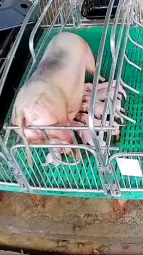 6.2K views · 97 reactions | The industry claims that farrowing crates are necessary to prevent the sow from crushing her piglets, however, as you can see here, this is far from the truth. Farrowing crates prevent the sow from being able to move, and cause severe physchological and physical suffering. Choose kinder, choose vegan. | Animal Save Movement | Facebook