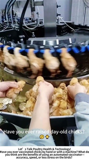 Chick Vaccination – Protecting Young Birds with a Machine! 🐤⚙️