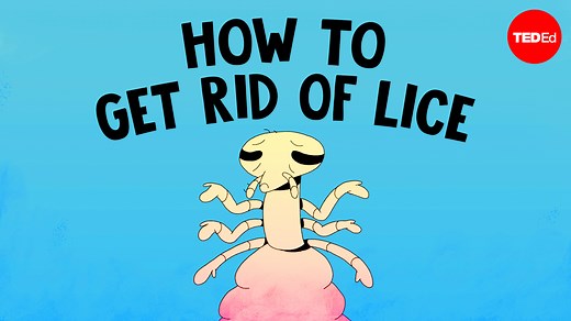 33K views · 316 reactions | What causes lice? And why are they so difficult to get rid of? | TED-Ed | Facebook