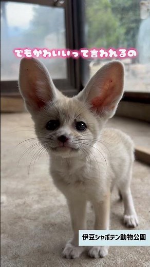 [Fennec Fox Feelings💗]