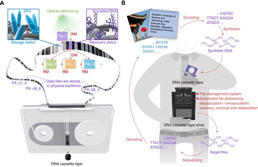DNA cassette tapes could solve global data storage problems