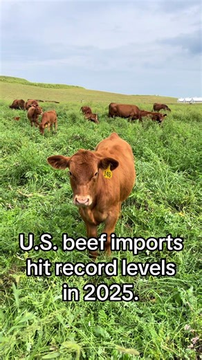 What’s your beef’s story? Some people care where their beef comes from. If you do, buy beef direct. CrossroadsBeef.com #CrossroadsBeef #grassfedgoodness #noshortcuts #supportsmallbusiness #knowyourfarmer