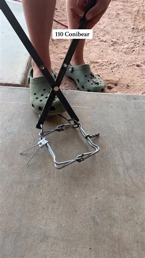 Witten setting 110 Conibear trap with a spring setting tool. #conibear #trap #how #howtoset #conibear110