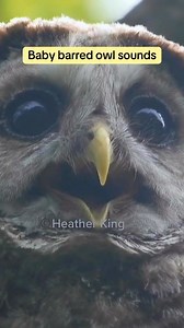 Baby barred owl sounds, begging mom for lunch, aren’t they adorable? #owlsounds #barredowls #savebarredowls | Thee Owl Queen