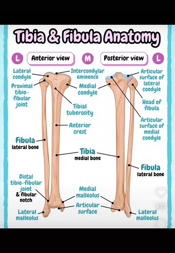 Understanding Lower Limb Anatomy and Fractures