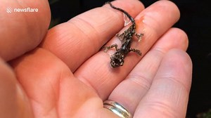A tiny baby chameleon takes its first breath of life in this stunning footage captured in South Africa on October 10. In the, a small baby chameleon slowly takes a breath while resting on the filmer's palm. The reptile then slowly unfurls itself to take its first tentative steps as it acclimates to its new surroundings. According to the filmer, this is a Transvaal dwarf chameleon. | What Is This?