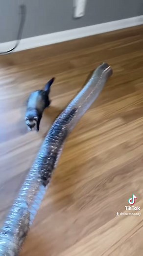 A reminder that ferrets can party harder than humans #ferrets #ferretsoftiktok #party #facts