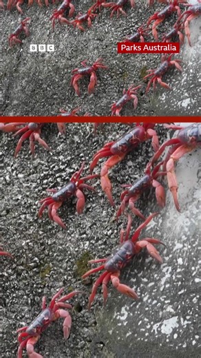 Tens of millions of crabs 🦀 have begun their annual migration on Christmas Island, turning the roads and undergrowth into a carpet of red. 🎧 How we know that crabs can feel pain: https://bbc.in/42YFCWv | BBC World Service
