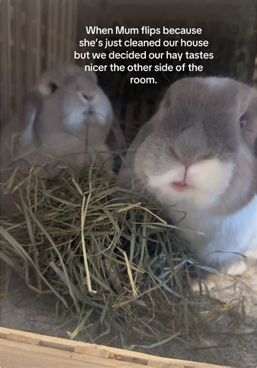 Bunnies Create a Hay Mess After Cleaning