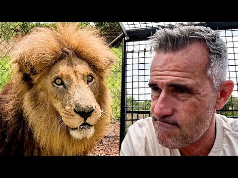 LION Needs to Move! | The Lion Whisperer