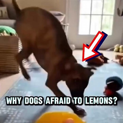 Why Dogs Are Afraid to Lemons? 😂