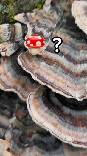 3.3K views · 29 reactions | 量 Free outings guided daily in and around Letchworth State Park: parks.ny.gov/events/event-results.aspx?pk=79狀While state parks don’t allow foraging, state forests and wildlife management areas do. Find your local spots at dec.ny.gov/places-to-go | Letchworth State Park | Facebook