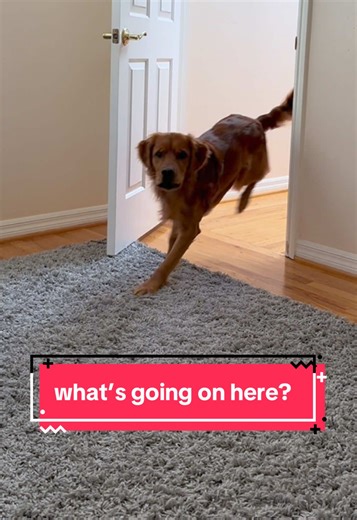 Understanding Golden Retrievers and Their Need for Attention