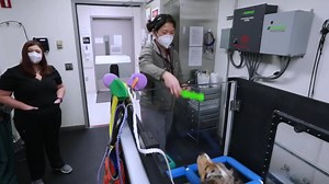 2.3K views · 67 reactions | Thanks to all of those who helped with our Veterinary Teaching Hospital tour video! Take the full tour of the hospital with ambassadors of the Washington, Idaho, Montana, Utah Regional Program in Veterinary Medicine: https://www.youtube.com/watch?v=FIZnPxdkNYA | WSU College of Veterinary Medicine | Facebook