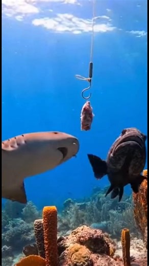 #ocean #fishing #usa #oceanlife | Fishing Fusion