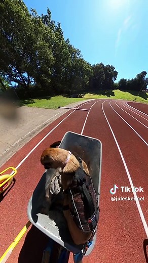 Victory in Canicross with Sealy the Malinois