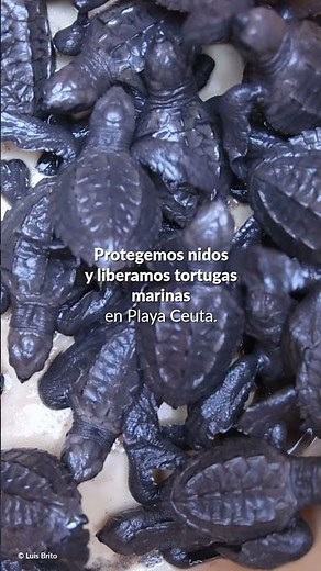 Tú puedes ser parte de la conservación.