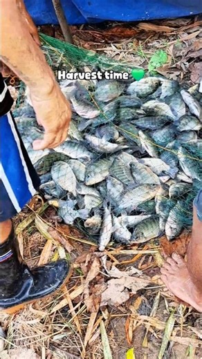 Grabe! Daming huli 😱 #fishing #tilapia #shorts