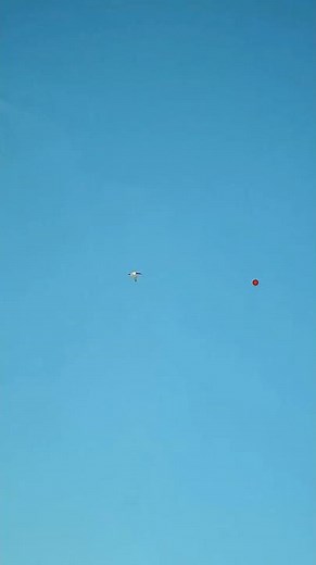 Now I know, canvasbacks are the fastest flying ducks ? #duckhunting #hunting #duck ‪@bossshotshells‬