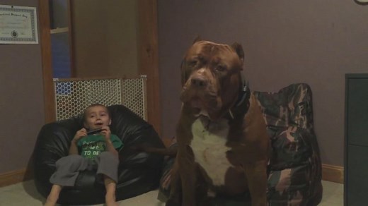 175-Pound Pit Bull Shatters Misconceptions About the Breed