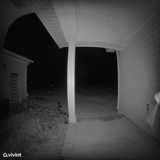 what is that? recorded at 2am. a moth? an alien? tell me what you think.