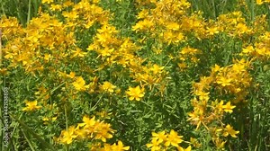 Hypericum is a medicinal plant. It grows on the edges of the forest, meadows and abandoned fields.