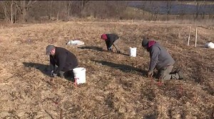 Susquehanna University Students Live-Stake Trees